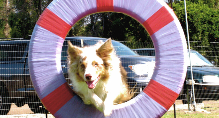 Agility 2