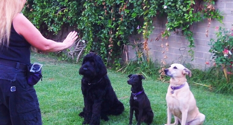 Advanced Obedience – Prep for AKC