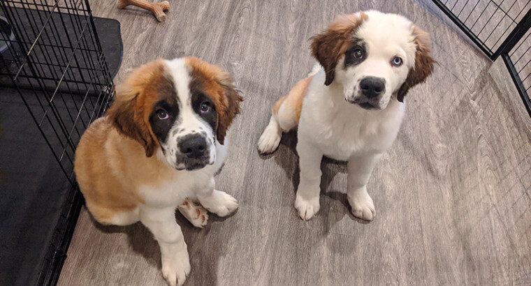 Adoptable & Lost Pets