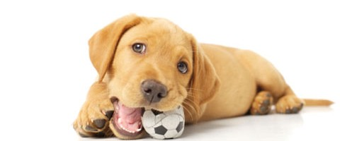 Objects that cause choking & Dog CPR